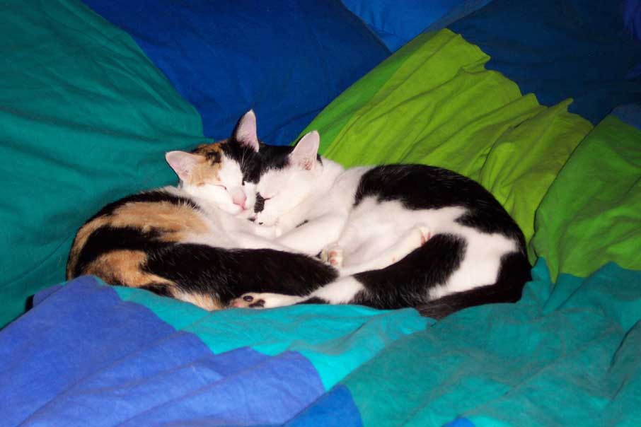 cats.jpg